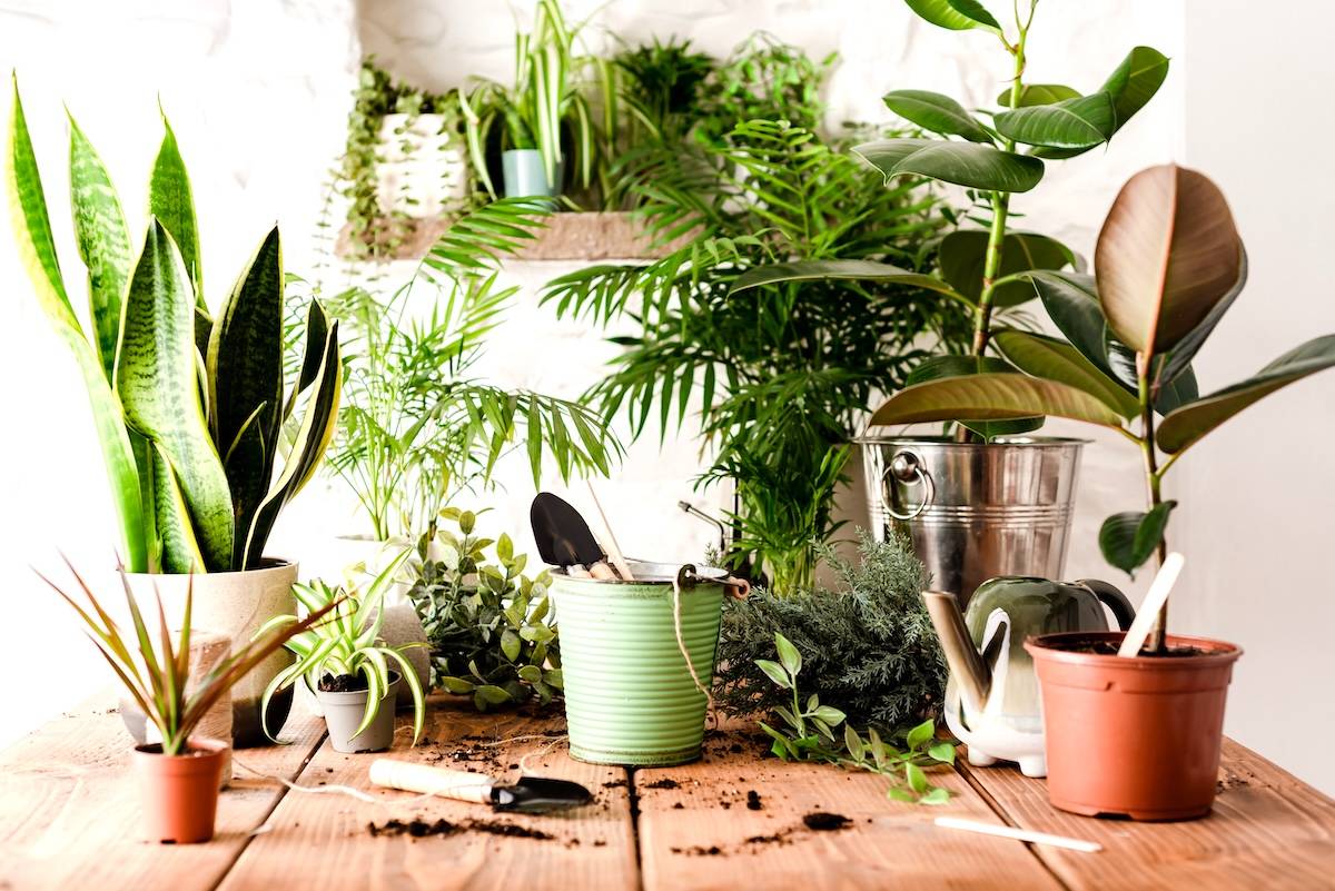 Plants in pot, gardening tools - ideas for outdoor activities for kids.