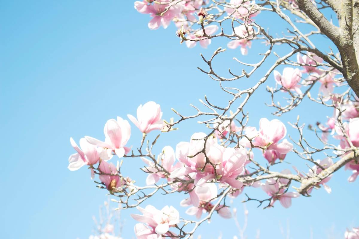 Cherry blossom tree - ideas for outdoor activities for kids.